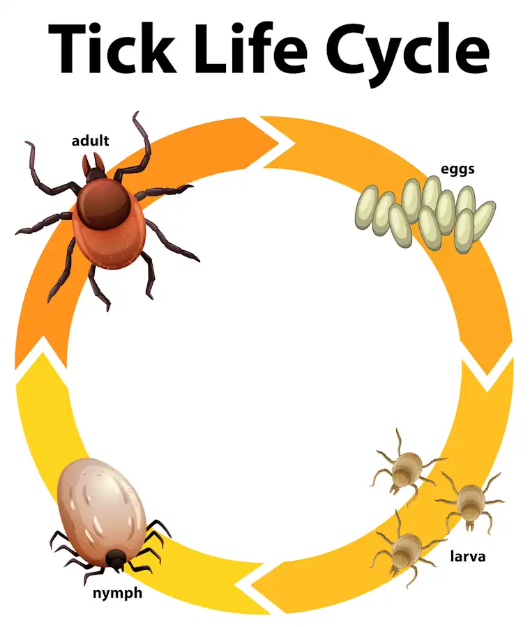 The Tick goes through four life stages - eggs, larva, nymph and adult.